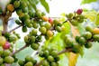 Coffee bean arabica