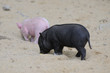 Hängebauchschweine