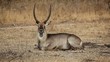 Waterbuck bull resting on the ground