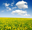 dandelions in the meadow with blue sky