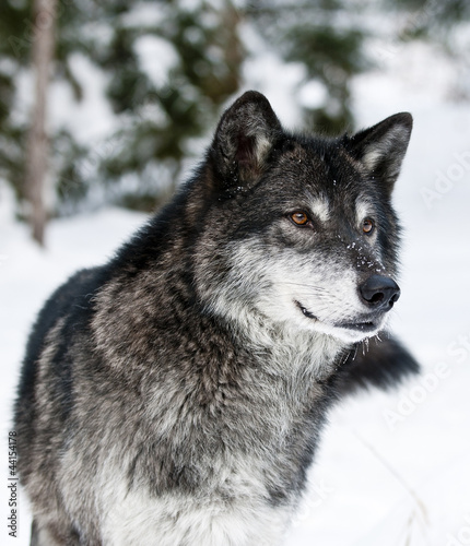 Photo: Wolf Wolf