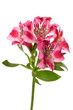 Lilies bud (alstroemeria)