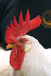 White Cock 2