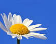 Daisy with blue sky