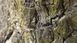Beautiful ants on tree bark