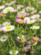 gänseblümchen