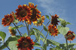 Sonnenblumen