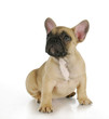 cute puppy looking up