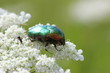 Rosenkäfer auf Wilder Möhre