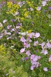 Wildblumenwiese