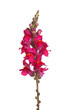 Single stem of red shapdragon flowers isolated on white
