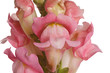 Close-up of pink shapdragon flowers isolated on white