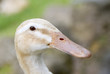 Silver Appleyard Duck
