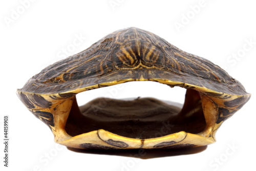 Photo: Turtle Shell Turtle Shell