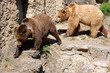 Brown Bears Cute Couple