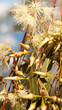 Australian native eucalytus flowerbuds