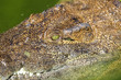 Portrait of a crocodile