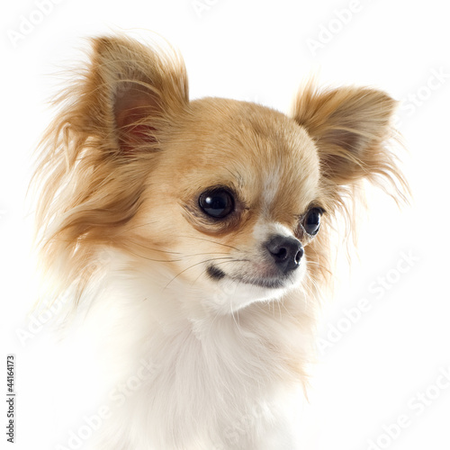 Photo: portrait of chihuahua portrait of chihuahua