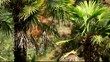 Video: Green and bright palm leaves in the wind Green and bright palm leaves in the wind