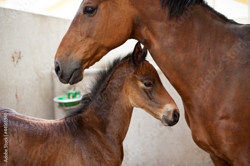 Photo: Protective Mare with foal Protective Mare with foal