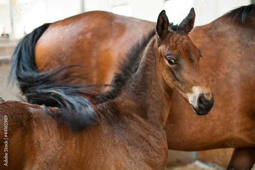 Photo: Young foal in the stables Young foal in the stables