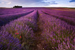 Foto: Beautiful lavender field landscape with dramatic sky Beautiful lavender field landscape with dramatic sky