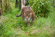 Stunning jaguar Panthera Onca prowling through long grass