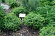 Foto: Picea omorika 'Treblitsch' Picea omorika 'Treblitsch'