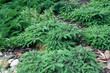 Foto: Picea abies 'Procumbens' Picea abies 'Procumbens'