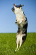Foto: Australian Shepherd Australian Shepherd