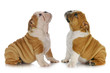 two puppies looking up