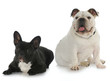 two dogs