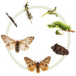 The life cycle of the Kentish Glory