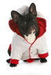 dog wearing coat