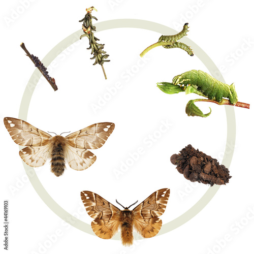 Photo: The life cycle of the Kentish Glory The life cycle of the Kentish Glory