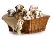basket of puppies
