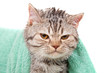 Foto: cat cat