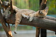 sand cat