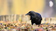 Foto: Krähe-46185b2 Krähe-46185b2