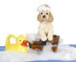 puppy bath time