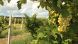 Video: Muscat White Grapes Muscat White Grapes