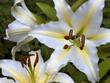 White liliess