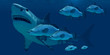 Megalodon Shark