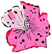Hibiskusblüte rosa