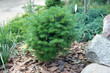 Foto: Picea pungens 'Mecky' Picea pungens 'Mecky'