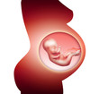 pregnancy
