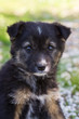 Funny puppy