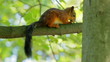 Squirrel sitting on a branch