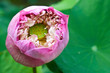 lotus (water lily flower)