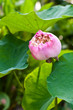 lotus (water lily flower)